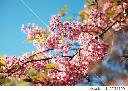 Beautiful Blooming pink cherry blossoms flowers branch in the blue sky and bright day 142552300