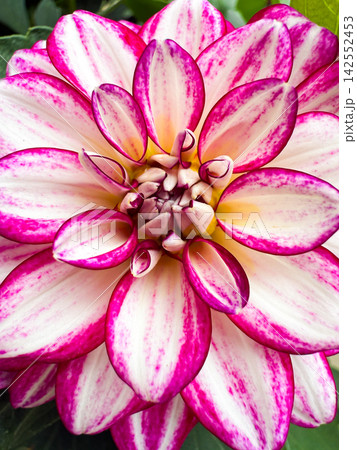 Dahlia flower showing pink and white petals blooming Dahlia flower showing pink and white petals blooming 142552453