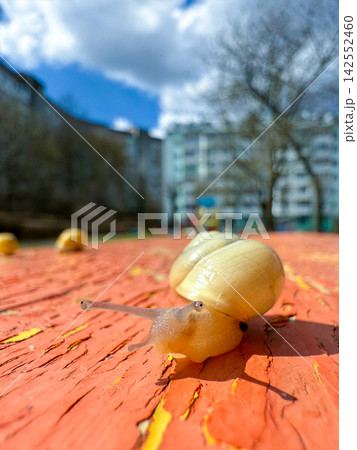 Snail slowly moving on red peeling urban table Snail slowly moving on red peeling urban table 142552460