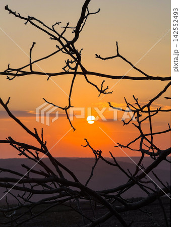 Bare tree branches silhouetting vibrant sunset sky Bare tree branches silhouetting vibrant sunset sky 142552493