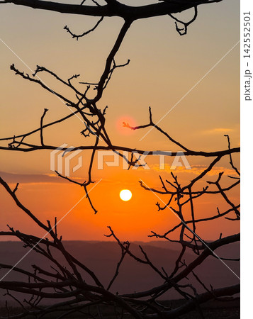 Silhouetted tree branches framing vibrant orange sunset sky Silhouetted tree branches framing vibrant orange sunset sky 142552501