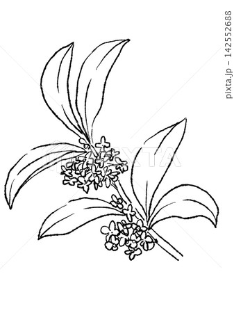 咲き誇るキンモクセイの花の手描きの線画イラスト 咲き誇るキンモクセイの花の手描きの線画イラスト 142552688