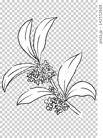 咲き誇るキンモクセイの花の手描きの線画イラスト 咲き誇るキンモクセイの花の手描きの線画イラスト 142552688