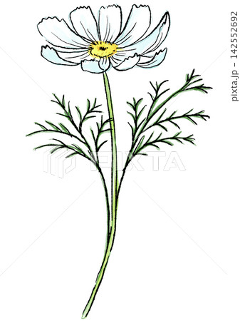 咲き誇る白いコスモスの花の手描きの線画と水彩イラスト 咲き誇る白いコスモスの花の手描きの線画と水彩イラスト 142552692