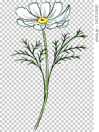 咲き誇る白いコスモスの花の手描きの線画と水彩イラスト 咲き誇る白いコスモスの花の手描きの線画と水彩イラスト 142552692