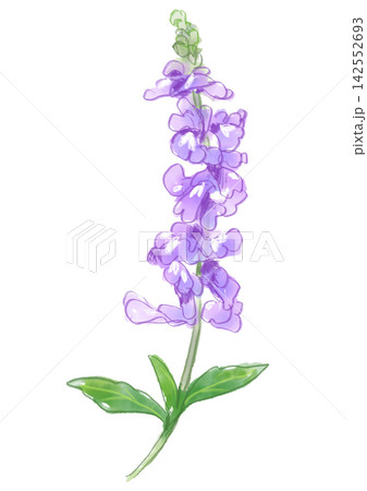 咲き誇る紫のサルビアの花の手描きの水彩イラスト 咲き誇る紫のサルビアの花の手描きの水彩イラスト 142552693