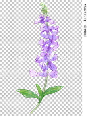 咲き誇る紫のサルビアの花の手描きの水彩イラスト 咲き誇る紫のサルビアの花の手描きの水彩イラスト 142552693