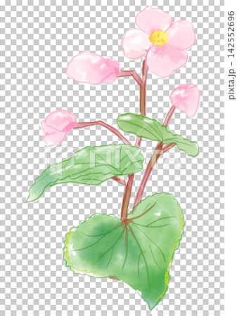 A hand-painted watercolor illustration of blooming begonia flowers. A hand-painted watercolor illustration of blooming begonia flowers. 142552696