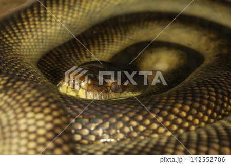Python Snake Coiled Tightly with Head Nestled in Center 142552706
