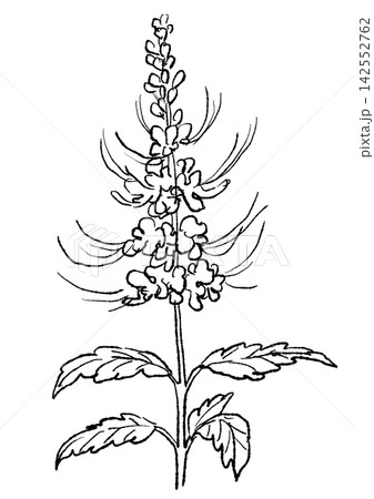 咲き誇るネコノヒゲの花の手描きの線画イラスト 咲き誇るネコノヒゲの花の手描きの線画イラスト 142552762