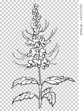 咲き誇るネコノヒゲの花の手描きの線画イラスト 咲き誇るネコノヒゲの花の手描きの線画イラスト 142552762