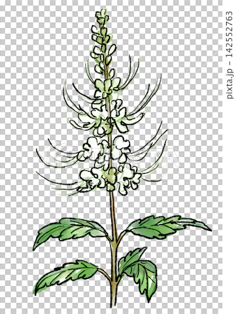 手繪線條畫和水彩插圖，描繪了盛開的貓鬚花。 142552763