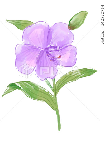 咲き誇るノボタンの花の手描きの水彩イラスト 咲き誇るノボタンの花の手描きの水彩イラスト 142552764