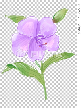 咲き誇るノボタンの花の手描きの水彩イラスト 咲き誇るノボタンの花の手描きの水彩イラスト 142552764