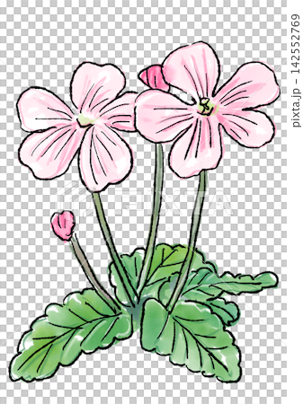 Hand-drawn line art and watercolor illustration of blooming geranium flowers Hand-drawn line art and watercolor illustration of blooming geranium flowers 142552769