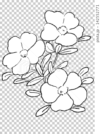 A hand-drawn line art illustration of blooming portulaca flowers. A hand-drawn line art illustration of blooming portulaca flowers. 142552771