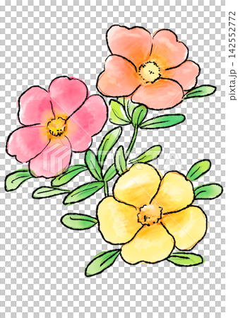 Hand-drawn line art and watercolor illustrations of blooming portulaca flowers Hand-drawn line art and watercolor illustrations of blooming portulaca flowers 142552772