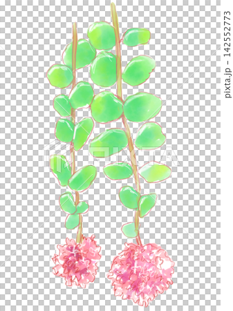 A hand-painted watercolor illustration of blooming Sedum flowers. A hand-painted watercolor illustration of blooming Sedum flowers. 142552773