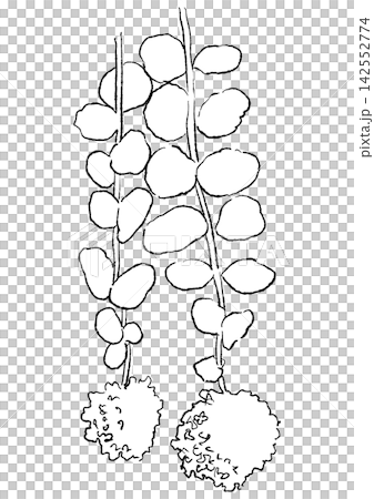 A hand-drawn line art illustration of blooming Sedum flowers. A hand-drawn line art illustration of blooming Sedum flowers. 142552774