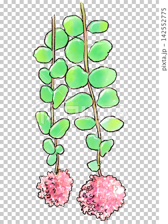 Hand-drawn line art and watercolor illustration of blooming Sedum flowers Hand-drawn line art and watercolor illustration of blooming Sedum flowers 142552775