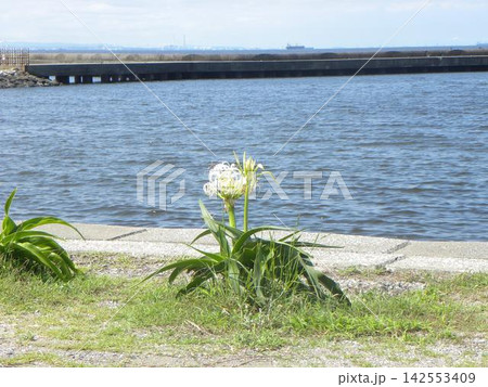白い繊細なハマユウの花 白い繊細なハマユウの花 142553409