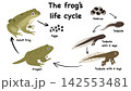 Biology diagram explaining the frog life cycle from eggs to adult stage. Educational science illustration demonstrates amphibian metamorphosis development process for school study class 142553481