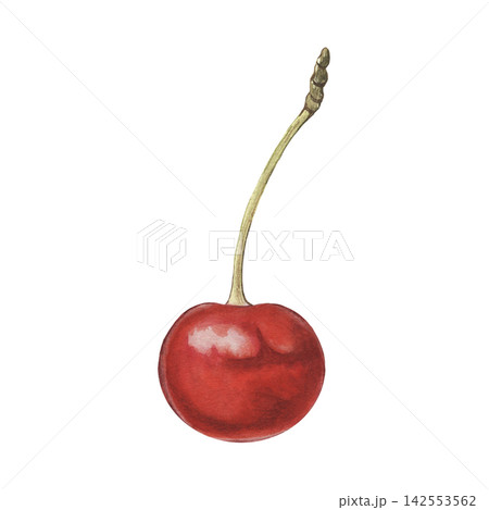 Cherry with stem. Hand-painted watercolor illustration isolated on white for food packaging, branding, labels, logo, recipes, cookbooks, desserts, beverages, cosmetic, stationery, print design 142553562