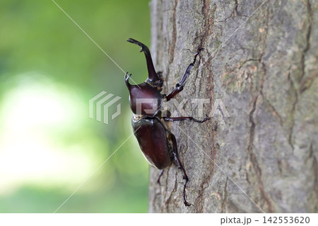 カブトムシ カブトムシ 142553620