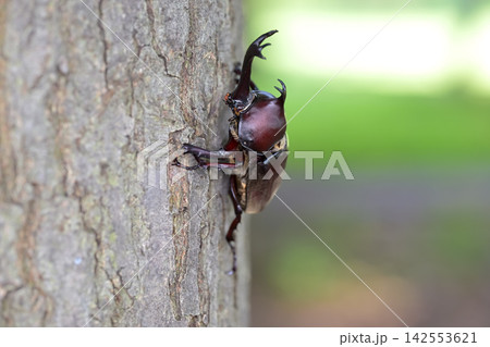カブトムシ カブトムシ 142553621