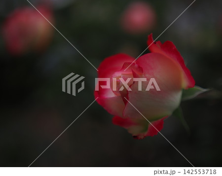 山口のバラ園、秋の光に映えるピンクと白の薔薇 142553718