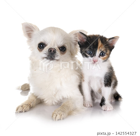 moggy kitten and chihuahua moggy kitten and chihuahua 142554327