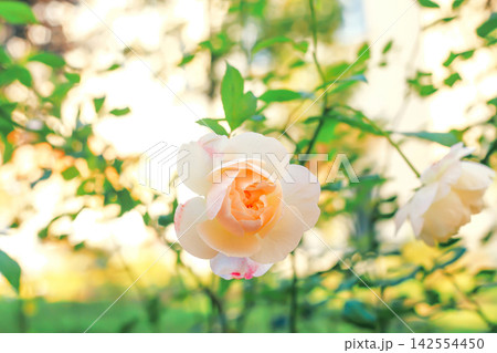 Apricot Floribunda roses growing in autumn sunlight ornamental garden Apricot Floribunda roses growing in autumn sunlight ornamental garden 142554450