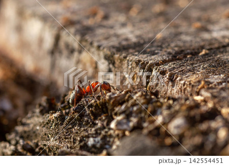 Red Wood Ant walking on wooden log closeup Red Wood Ant walking on wooden log closeup 142554451