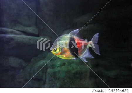 Disk pacu (Myloplus schomburgkii) fish swimming in aquarium, side view Disk pacu (Myloplus schomburgkii) fish swimming in aquarium, side view 142554629