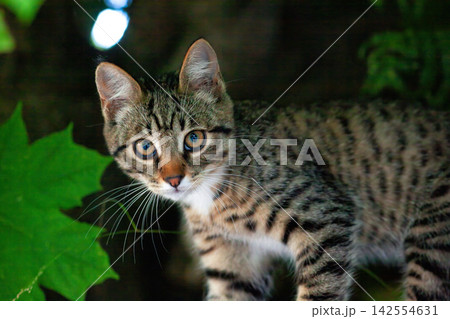 Portrait of cute suspicious tabby kitten, sitting outdoors in green leaf Portrait of cute suspicious tabby kitten, sitting outdoors in green leaf 142554631