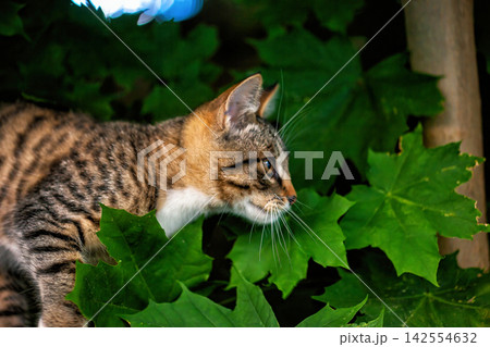 Tabby kitty cat hunting in foliage Tabby kitty cat hunting in foliage 142554632