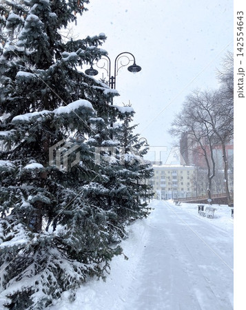 Snow-covered spruce trees along park walkway during gentle winter snowfall 142554643