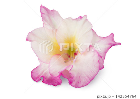 Pink gladiolus flower isolated on white background 142554764