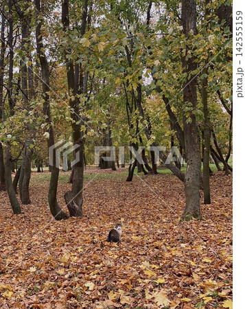 Lonely cat sitting on fallen autumn leaves in a quiet park surrounded by trees 142555159