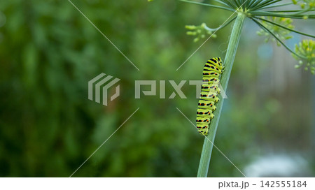 a huge green caterpillar on a dill stem on a sunny day a huge green caterpillar on a dill stem on a sunny day 142555184