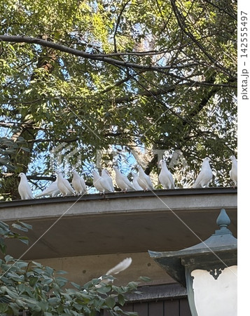 白鳩 白鳩 142555497