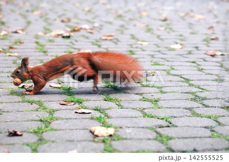 Red squirrel running with nut in its teeth, soft focus Red squirrel running with nut in its teeth, soft focus 142555525