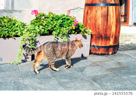 Tabby cat with collar walks on street near potted geranium flowers, side view 142555576