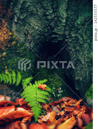 Fern and red leaf on mossy tree base in autumn forest, fantasy fairy door Fern and red leaf on mossy tree base in autumn forest, fantasy fairy door 142555577