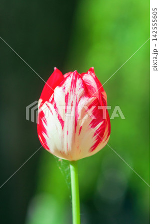 Closeup red and white striped tulip 'Happy Generation' bloom Closeup red and white striped tulip 'Happy Generation' bloom 142555605