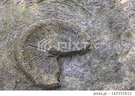 Fan shaped fossil. Natural background. 142555613
