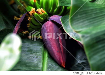Large reddish purple banana inflorescence (Musa) grow in tropical forest 142555667