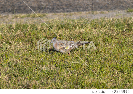A Crested Pigeon foraging for food in a grassy field in the Blue Mountains A Crested Pigeon foraging for food in a grassy field in the Blue Mountains 142555990