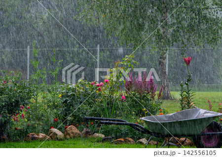 Rainy Garden Scene with Wheelbarrow Rainy Garden Scene with Wheelbarrow 142556105