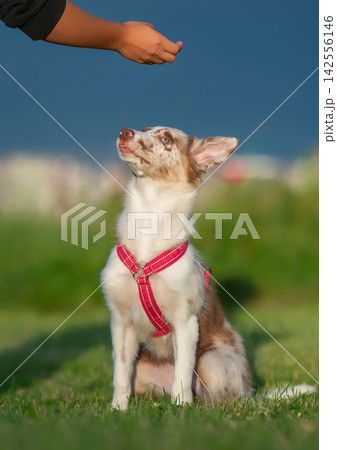 Border Collie Puppy in a Red Harness Gazing at Its Owner Border Collie Puppy in a Red Harness Gazing at Its Owner 142556146